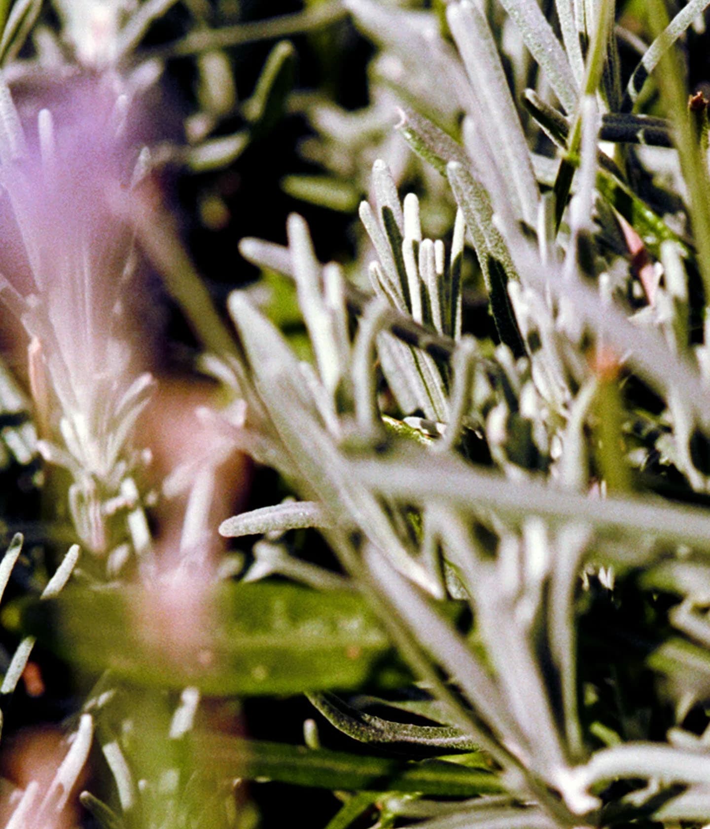 Serie: L:A Bruket > Sage/Rosemary/Lavender