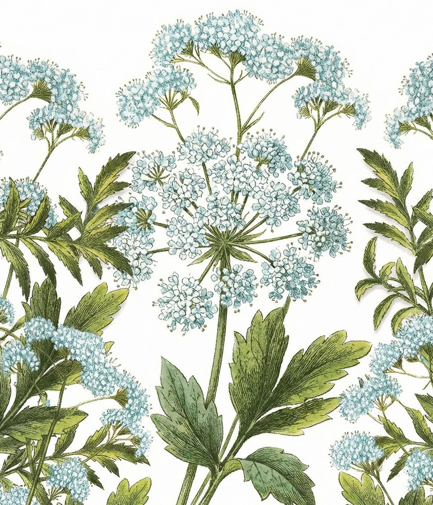 Serie: Panier des Sens > Meerfenchel