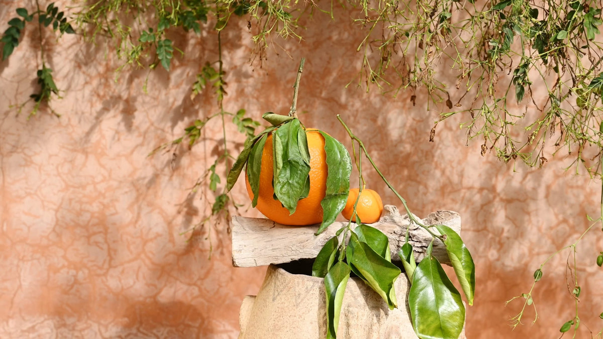 Duft und Kultur Editorial – Ode an den Orangenbaum, Orangen mit Blättern auf einem Holzstück vor sonniger Lehmwand