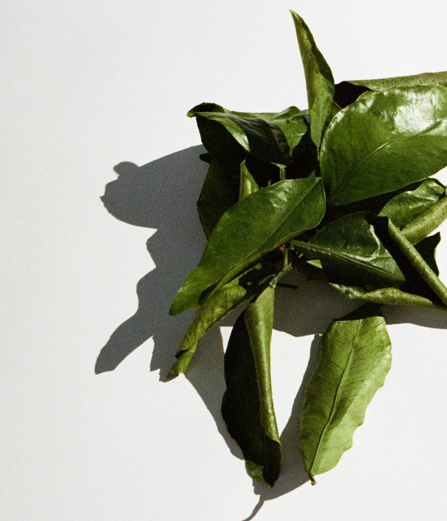 194 Hand & Body Wash Grapefruit Leaf