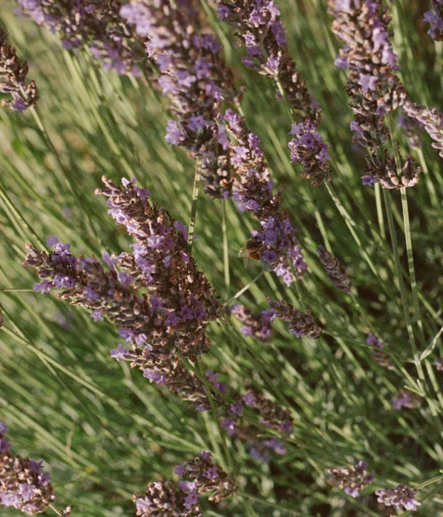 Textilspray No.068 Linen Water Lavender