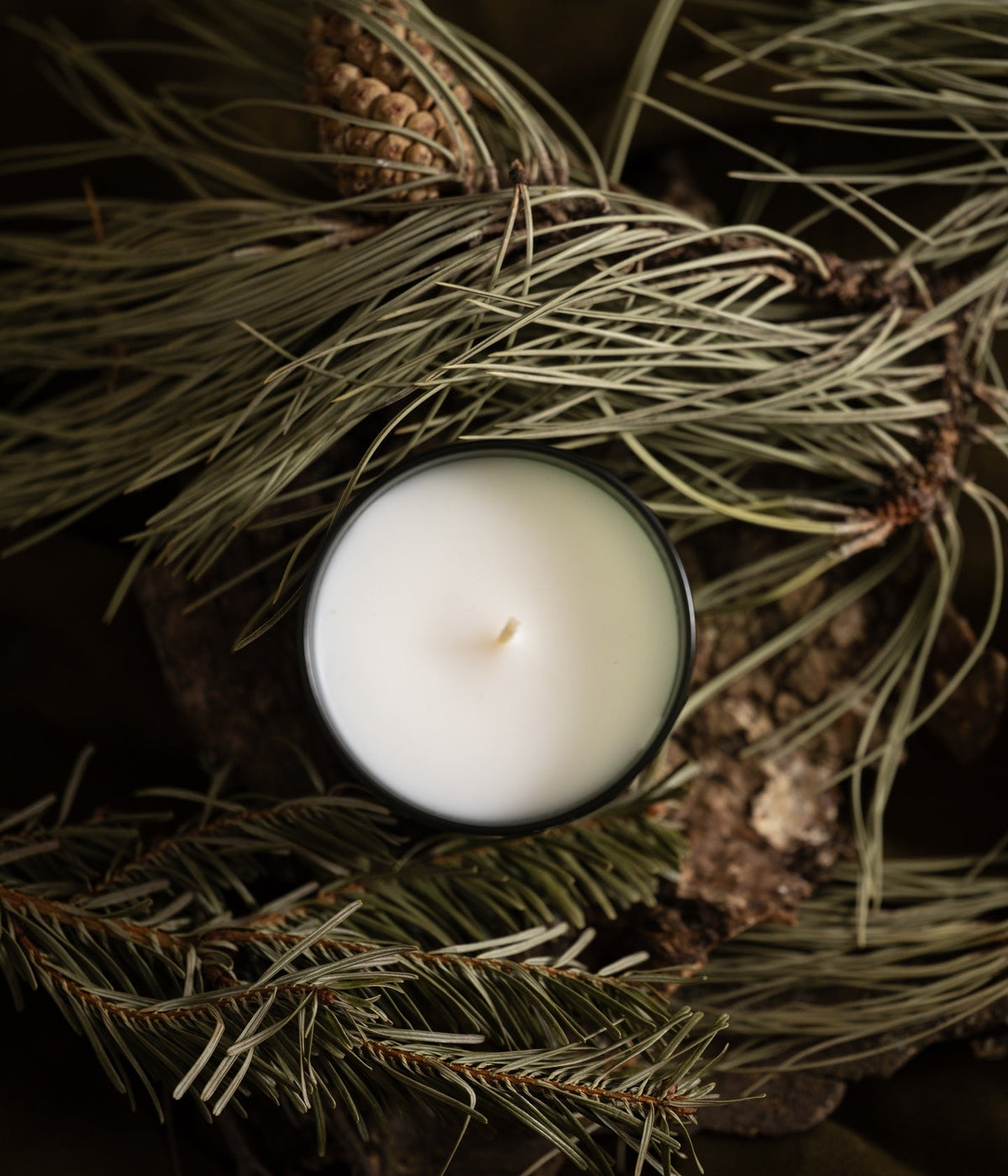 Christian Tortu Duftkerze Forêts 75 g mit Waldduft von oben zwischen Piniennadeln und Zapfen