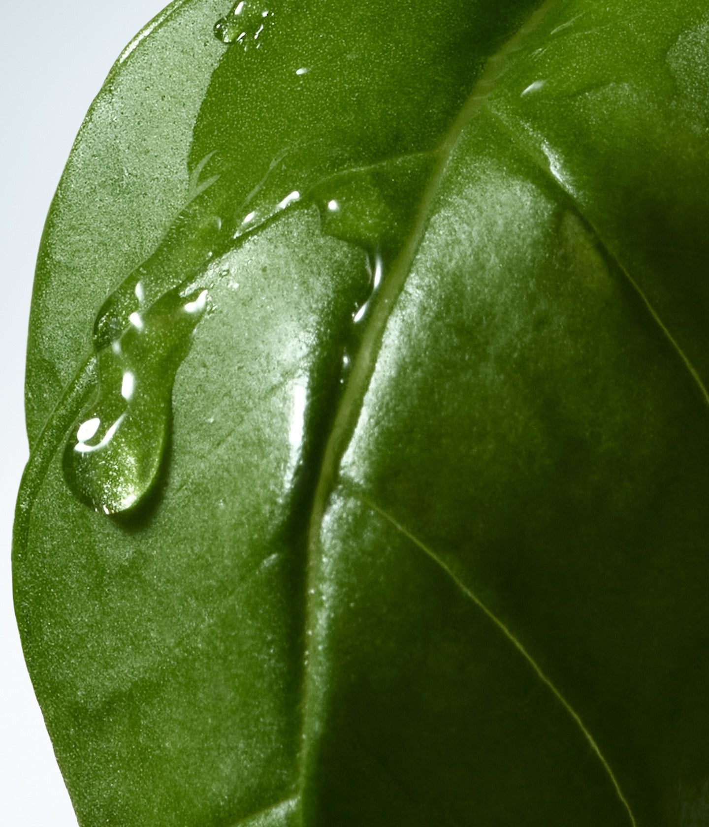 Flüssigseife Basil & Hinoki
