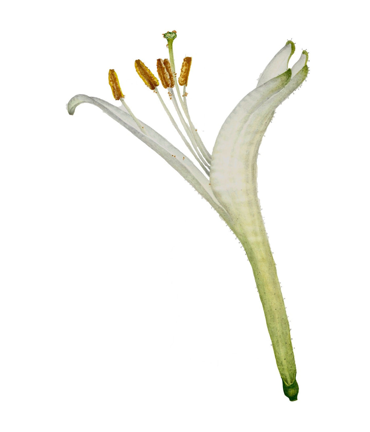 Fragrantarium Eau de Toilette Japanese Honeysuckle, Illustration einer Geißblattblüte