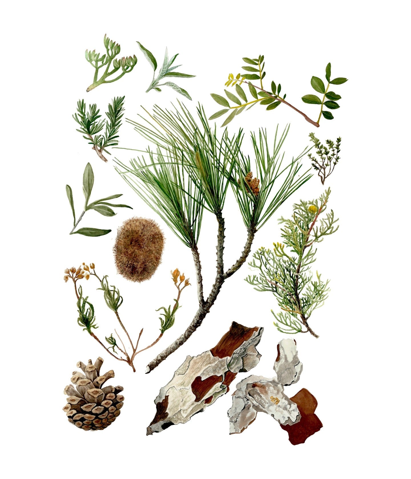 Eau de Toilette Mediterranean Pine Forest