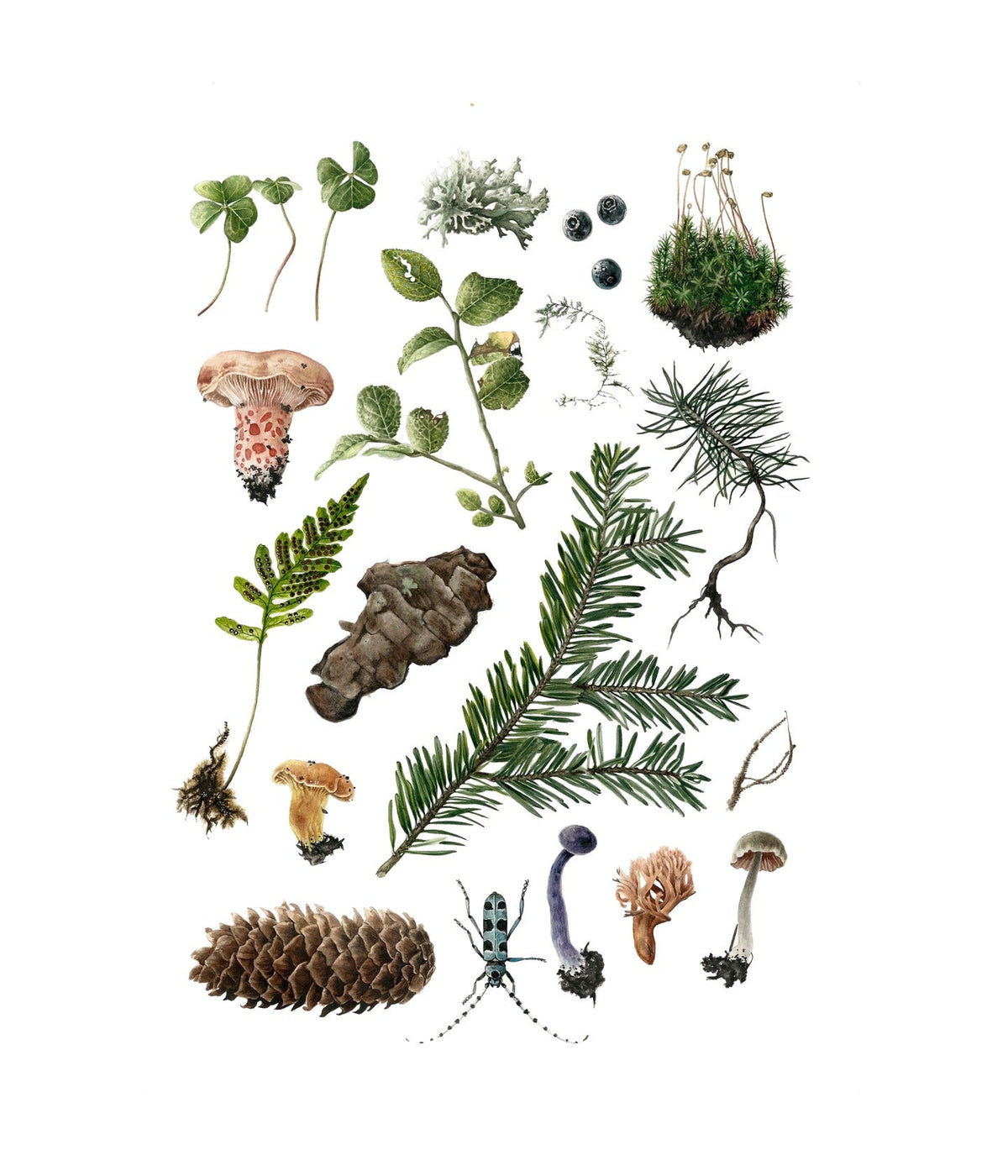 Fragrantarium Eau de Toilette Silver Fir Woods, botanische Illustration mit Tannenzweig, Zapfen, Moos, Pilzen und Farnen