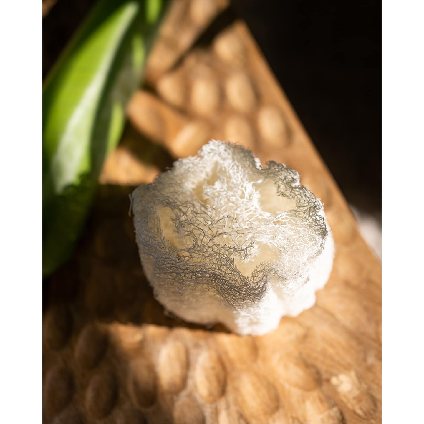 Naturschwamm Luffa