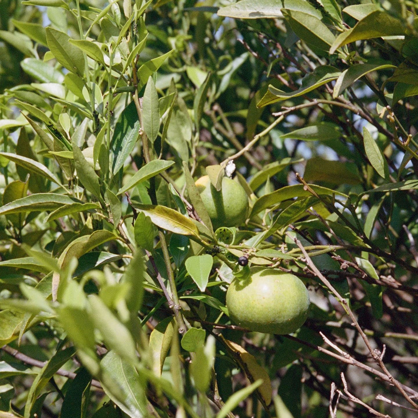 Serie: L:A Bruket > Bergamot/Patchouli