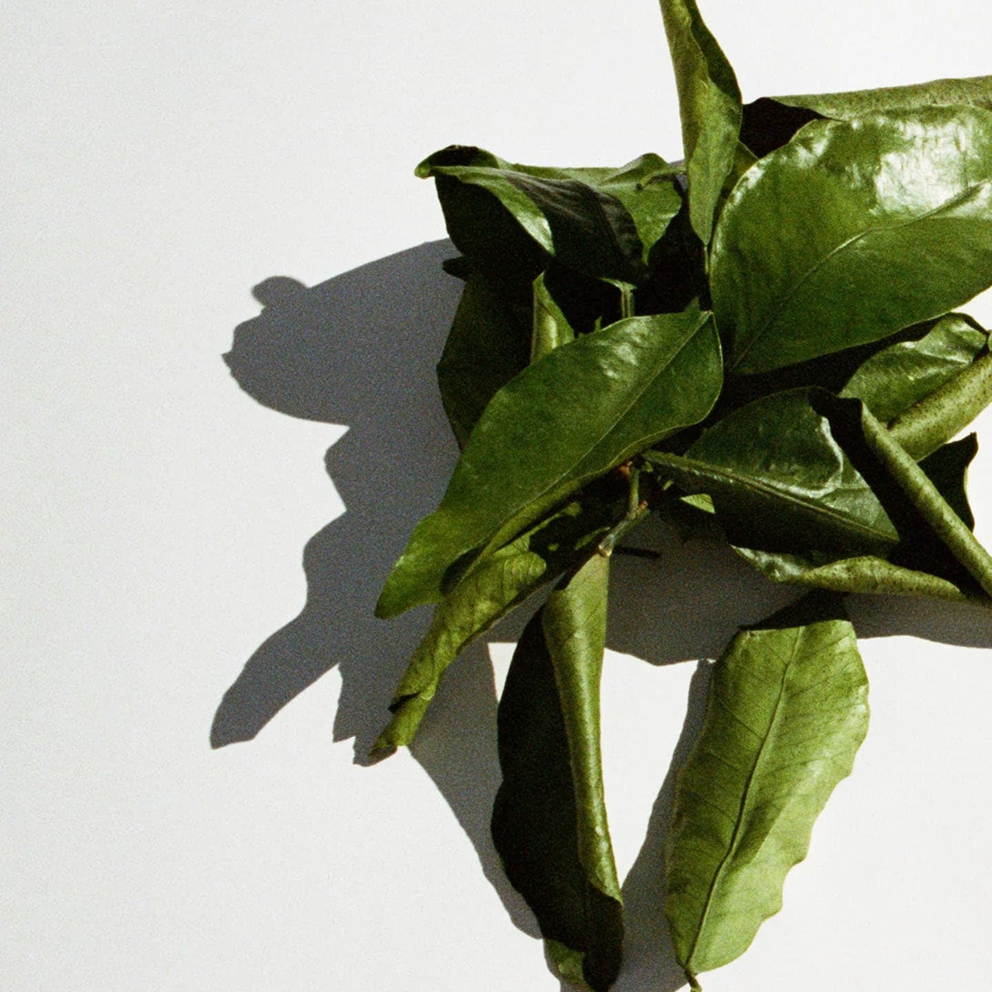 Serie: L:A Bruket > Grapefruit Leaf