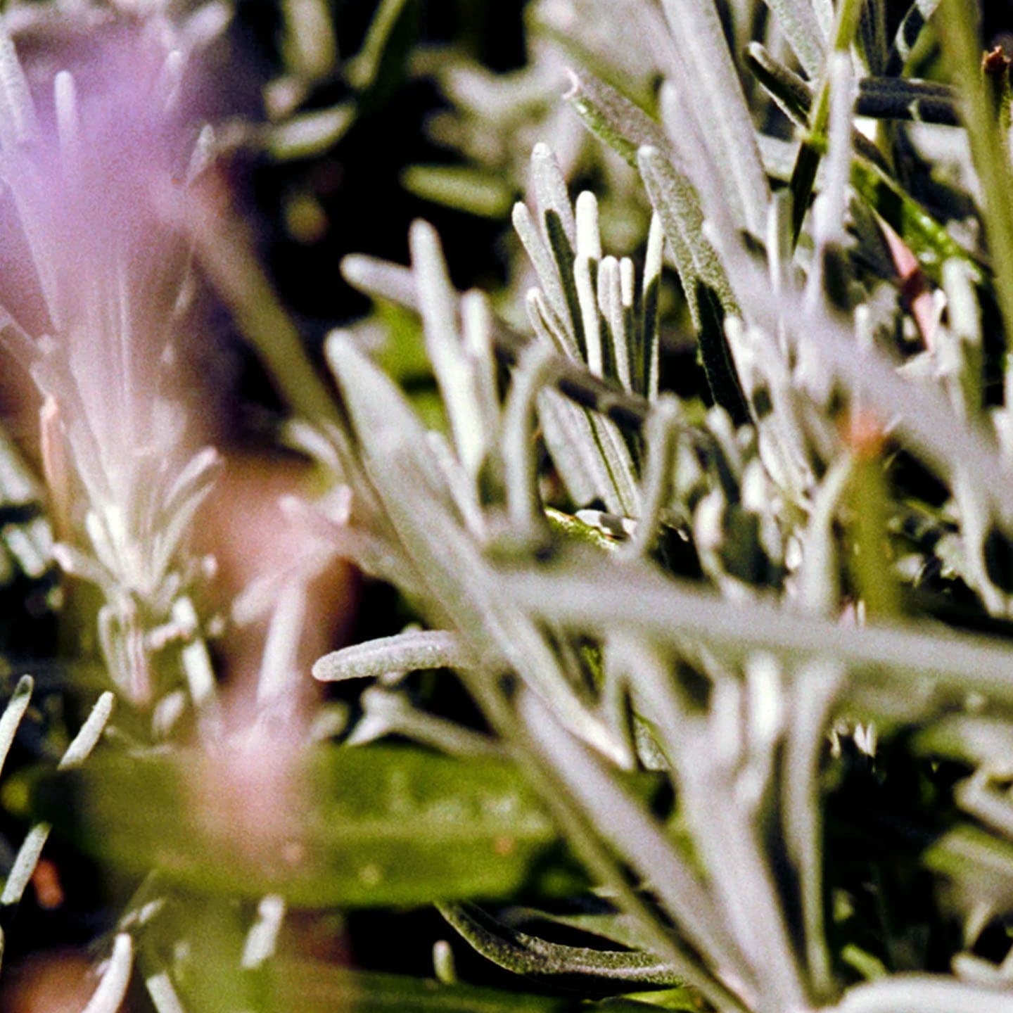 Serie: L:A Bruket > Sage/Rosemary/Lavender