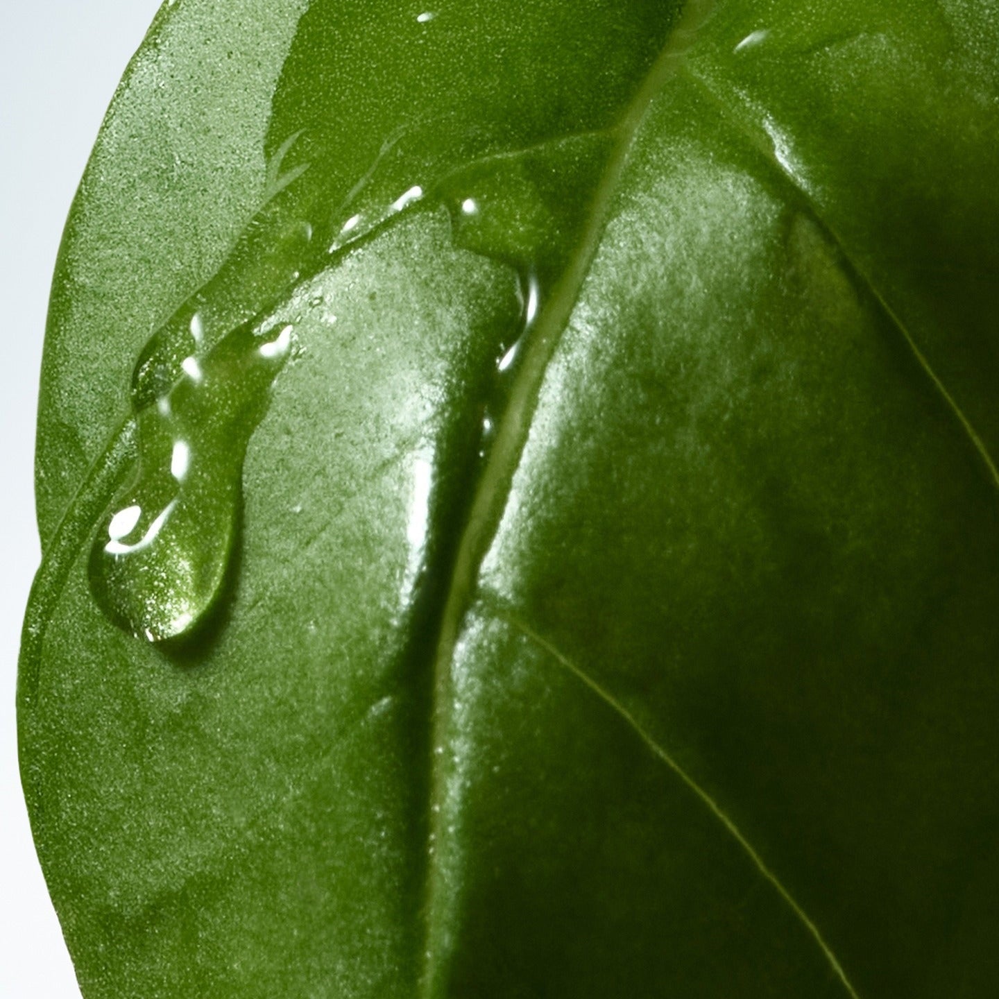 Bodylotion Basil & Hinoki