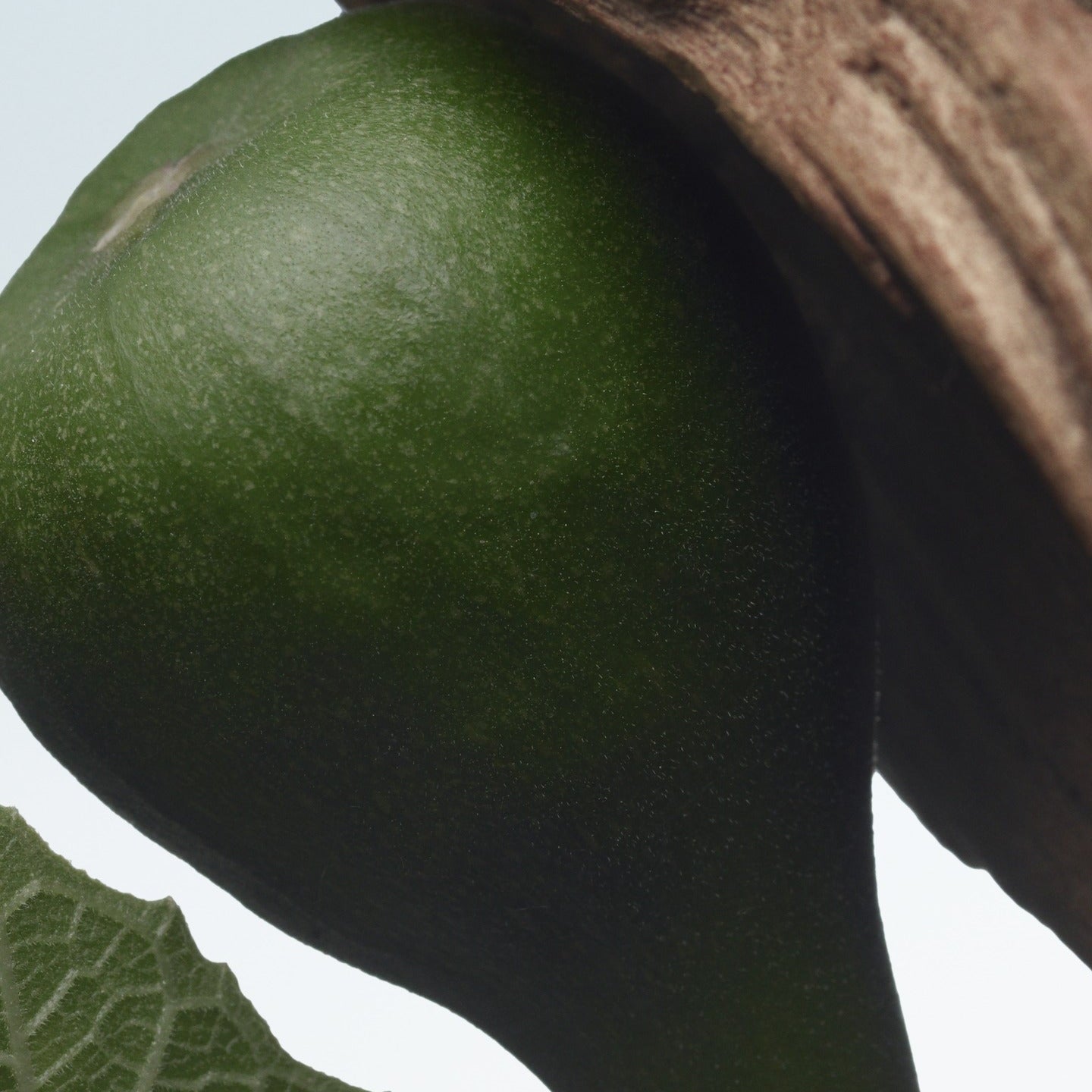 Eau de Parfum Santal Greenery