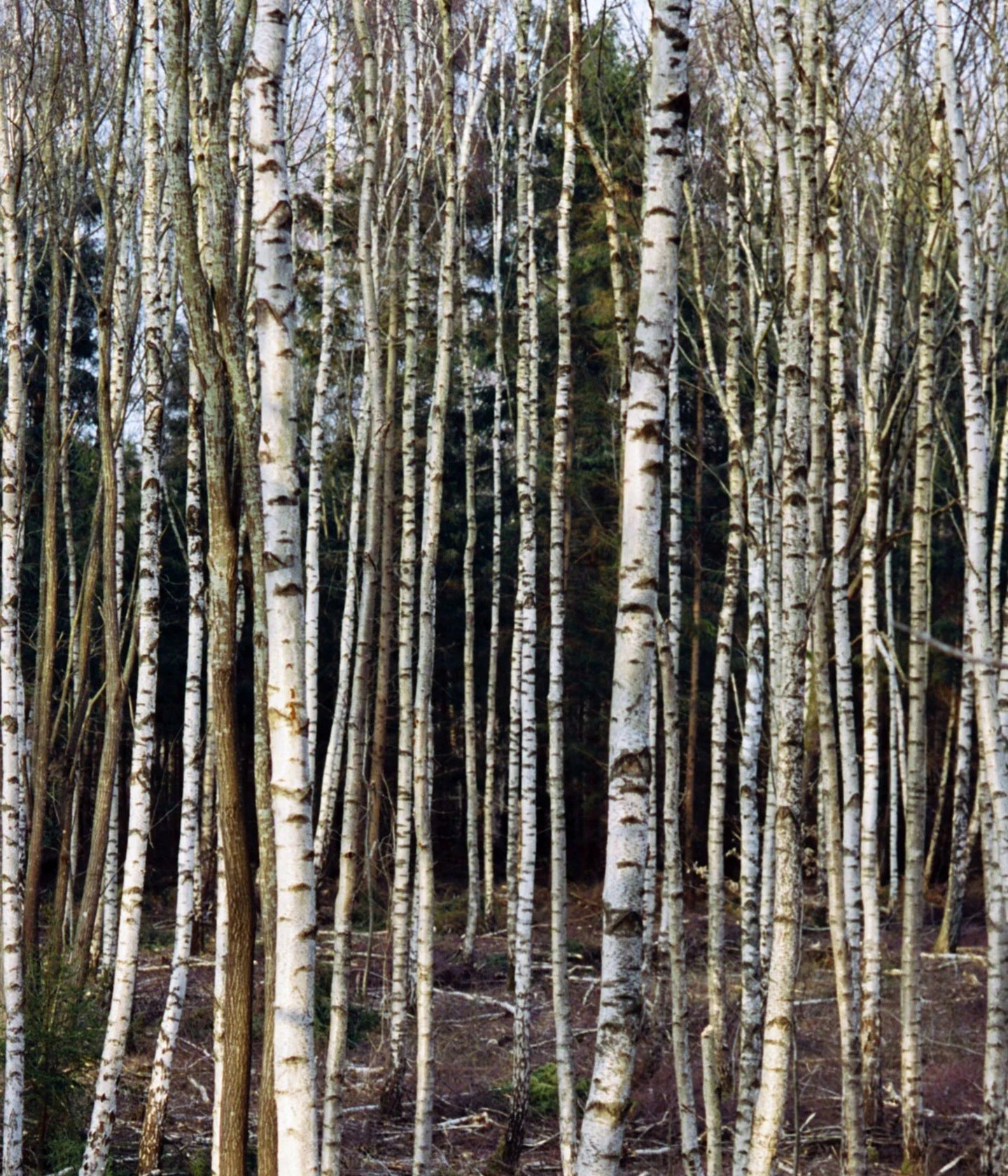 Birkenhain — die Zutat hinter der Birch-Serie von L:A Bruket
