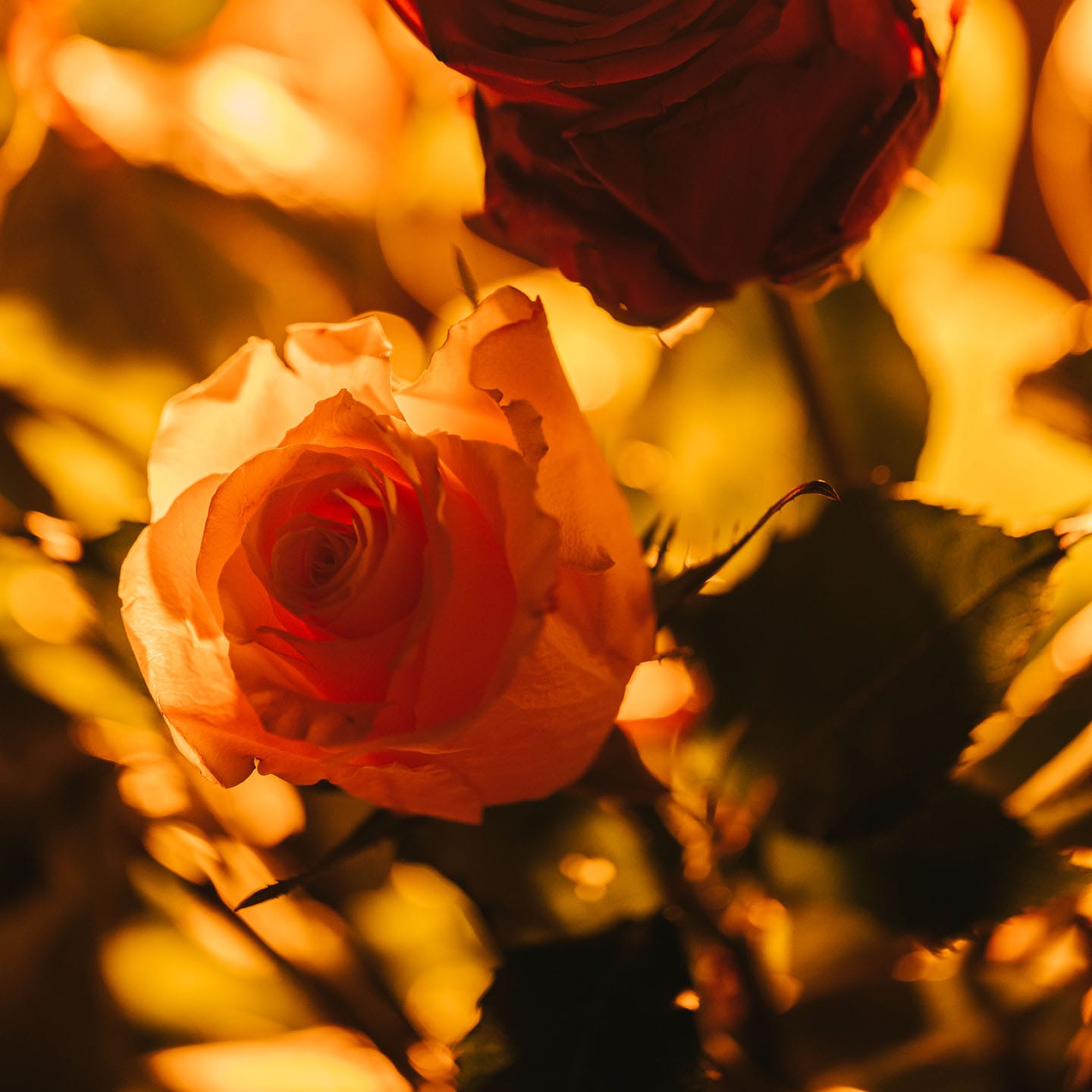 Discovery Set A Rose is not a Rose
