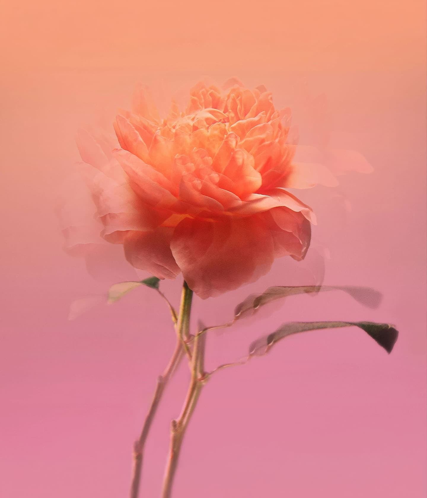 Eau de Parfum Impadia