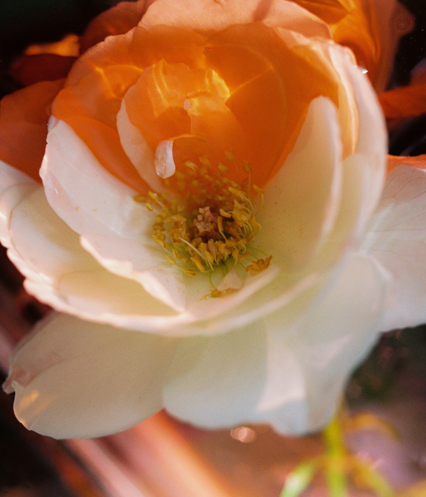 D'Orsay Eau de Parfum R.B. Une Rose Au Paradis