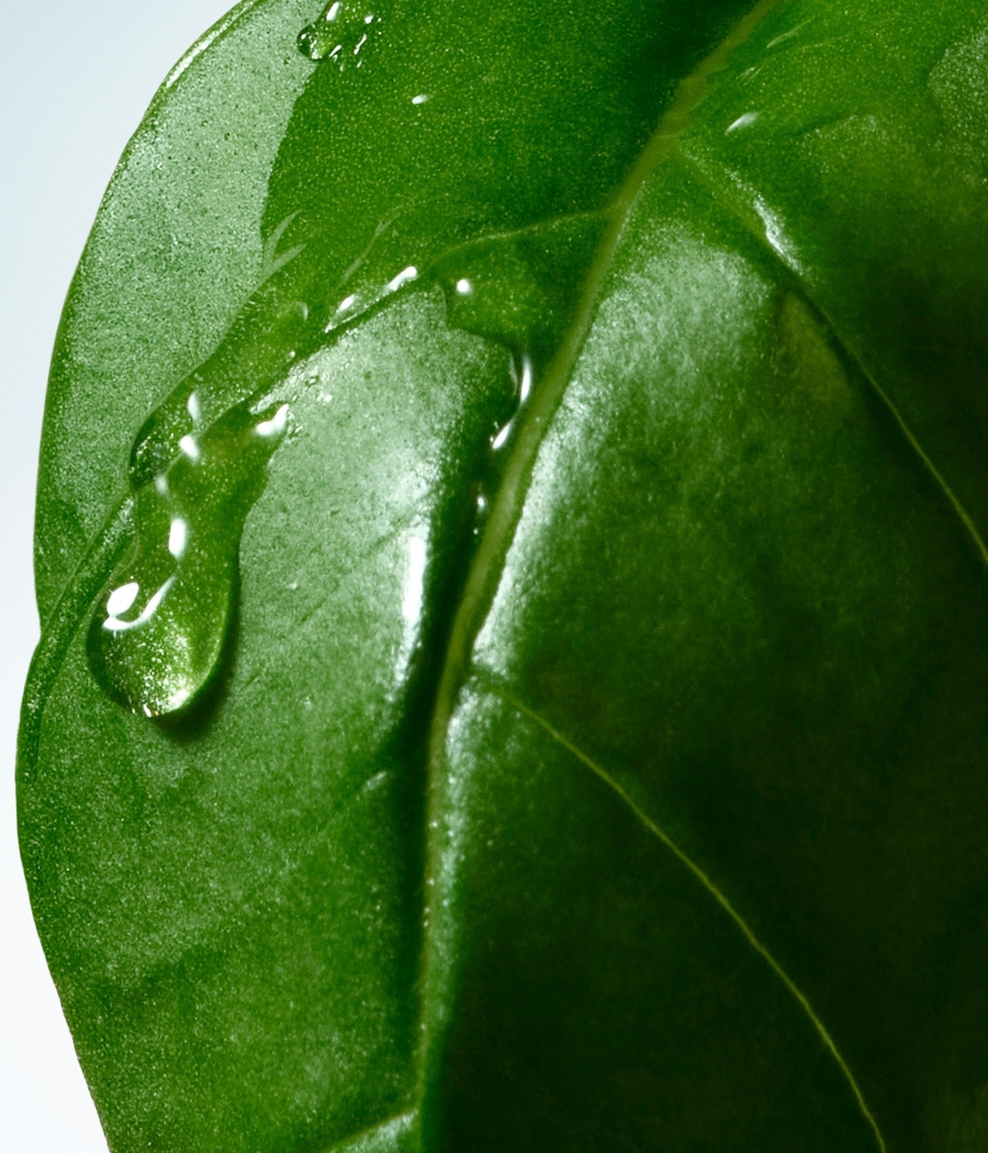 Bodylotion Basil & Hinoki