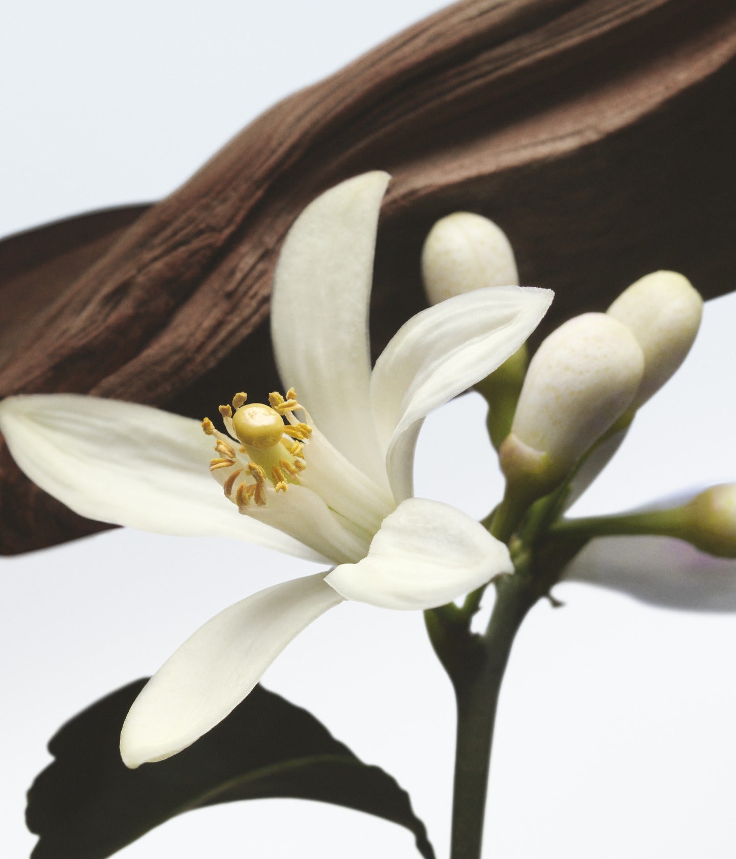Eau de Parfum Jardin de L’Orangerie