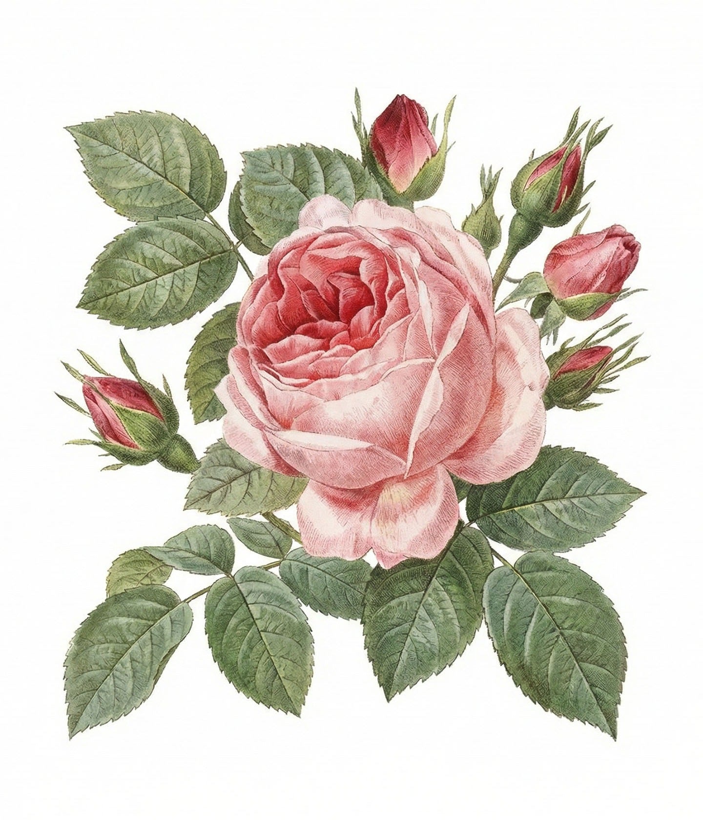 Duschgel Rose